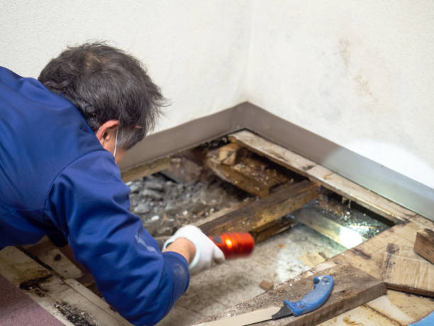 Certified Mold Removal in Ottawa, IL