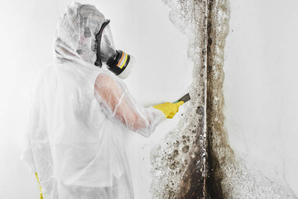 Mold Testing and Removal in Ottawa, IL