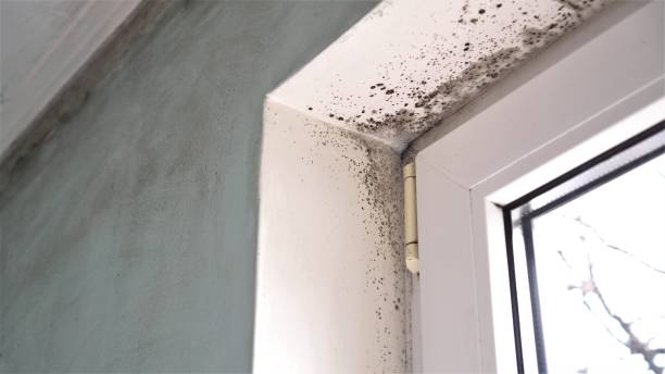 Best Commercial Mold Removal  in Ottawa, IL