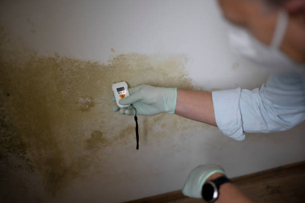 Best Attic Mold Removal  in Ottawa, IL