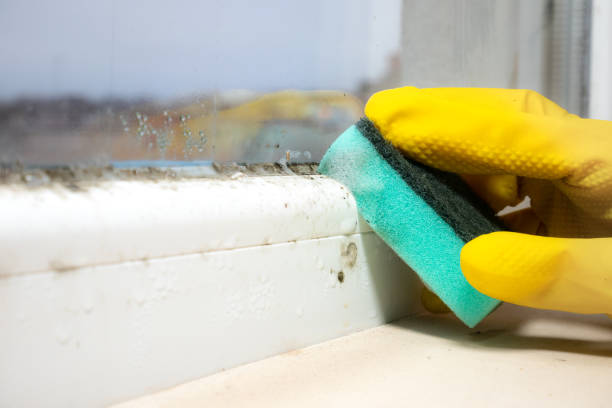 Mold Removal Process in Ottawa, IL